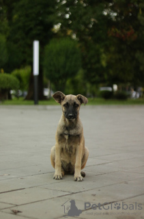 Photo №2 de l'annonce № 106776 de la vente chien bâtard - acheter à Fédération de Russie annonce privée