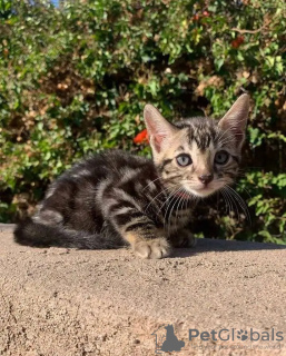 Photo №1. maine coon - à vendre en ville de Queensferry | 400€ | Annonce № 120987