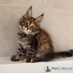 Photo №2 de l'annonce № 171099 de la vente maine coon - acheter à République Tchèque éleveur