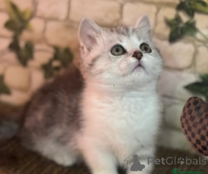 Photo №3. Chatons Munchkin. Allemagne