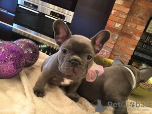 Photo №1. bouledogue - à vendre en ville de Austin | 615€ | Annonce №86863