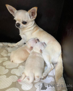 Photo №1. chihuahua - à vendre en ville de Londonderry | 450€ | Annonce №116158