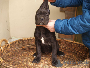 Photos supplémentaires: Chiots cane corso à vendre