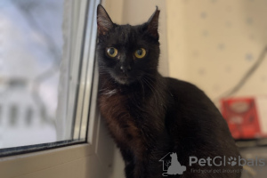Photo №3. Chaton chat noir Shelly comme cadeau pour les bons cœurs !. Biélorussie