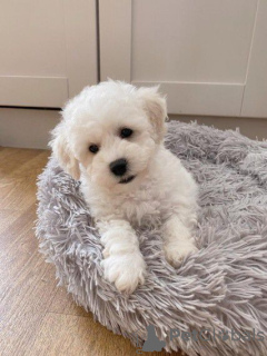 Photo №1. bichon à poil frisé - à vendre en ville de Junkovac | 350€ | Annonce №75543