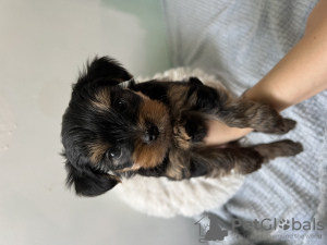 Photo №1. yorkshire terrier - à vendre en ville de Bat Yam | 900€ | Annonce №63860