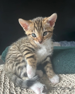 Photo №1. bengal - à vendre en ville de Valkeakoski | 350€ | Annonce № 140909