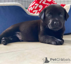 Photo №1. labrador retriever - à vendre en ville de Hurstville | 284€ | Annonce №120850