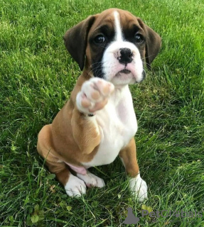 Photo №3. Magnifiques chiots Boxer à vendre. Allemagne