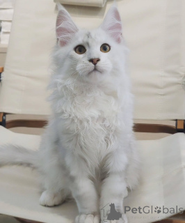 Photo №3. Superbes lignées de champions de chatons Maine Coon, personnalités affectueuses. Allemagne