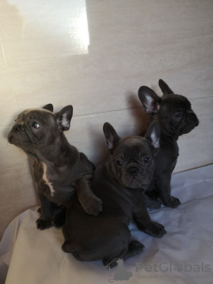 Photo №4. Je vais vendre bouledogue en ville de Munich. annonce privée, éleveur - prix - 400€