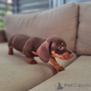 Photo №4. Je vais vendre  en ville de Barrie.  - prix - Gratuit