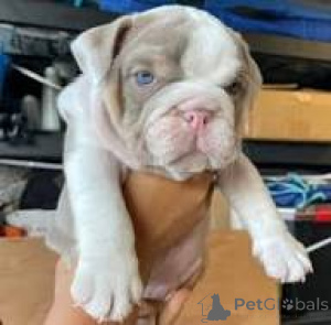 Photo №3. Preciosos cachorros de Bulldog Francés en vente. Espagne
