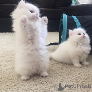 Photo №1. persan - à vendre en ville de Bad Wildungen | négocié | Annonce № 167583