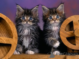 Photo №2 de l'annonce № 50409 de la vente maine coon - acheter à USA annonce privée