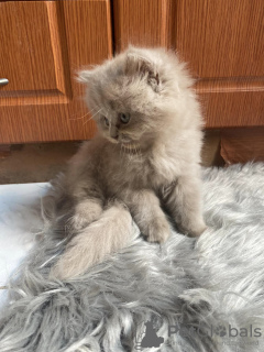 Photo №1. british longhair - à vendre en ville de Munich | 300€ | Annonce № 109700