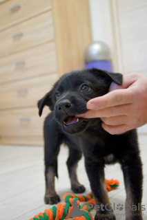 Photos supplémentaires: Bébé Osya cherche un foyer.