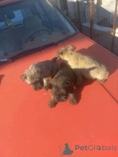 Photo №3. Chiots Cairn Terrier. Serbie