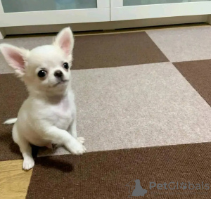 Photo №3. Chihuahua formé des toilettes. Pays Bas