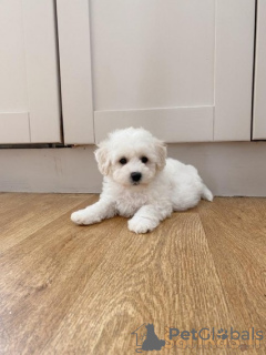 Photo №1. bichon maltais - à vendre en ville de Kaunas | négocié | Annonce №132224