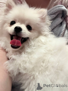 Photo №1. spitz nain - à vendre en ville de Mogilyov | négocié | Annonce №146675