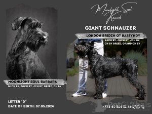 Photo №1. schnauzer géant - à vendre en ville de Minsk | négocié | Annonce №112311