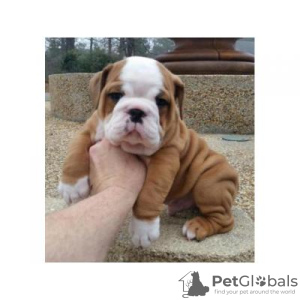 Photo №1. bulldog anglais - à vendre en ville de Londres | Gratuit | Annonce №105985