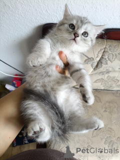 Photo №1. british shorthair - à vendre en ville de Halle (Saale) | 360€ | Annonce № 175213