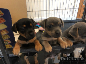 Photo №4. Je vais vendre jack russell terrier en ville de Aalborg. annonce privée, éleveur - prix - 600€