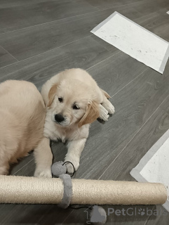 Photo №4. Je vais vendre golden retriever en ville de État du Mississippi. annonce privée - prix - 969€