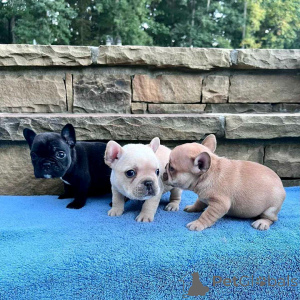 Photo №1. bouledogue - à vendre en ville de Milan | négocié | Annonce №168961