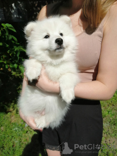 Photos supplémentaires: Je vendrai des chiots du Spitz japonais avec des documents