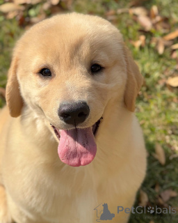 Photo №3. Craquez pour nos magnifiques chiots Golden Retriever !. Allemagne