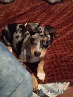 Photo №3. CHOV CHOV - Velpen. Allemagne