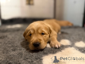 Photo №1. golden retriever - à vendre en ville de Anderu | Gratuit | Annonce №165865