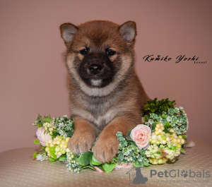 Photo №1. shiba - à vendre en ville de Nizhny Novgorod | négocié | Annonce №10349