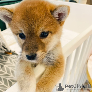 Photo №2 de l'annonce № 85303 de la vente shiba - acheter à La finlande annonce privée