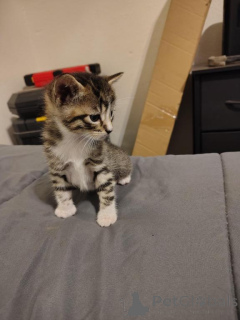 Photo №1. american shorthair - à vendre en ville de Aarbergen | 350€ | Annonce № 173277