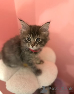 Photo №1. maine coon - à vendre en ville de Ludwigshafen | 900€ | Annonce № 160423