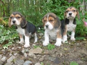 Photo №1. beagle - à vendre en ville de Bakersfield | Gratuit | Annonce №124118