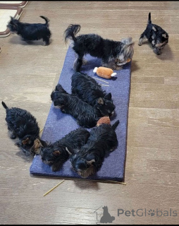Photo №2 de l'annonce № 137412 de la vente yorkshire terrier - acheter à Venezuela éleveur