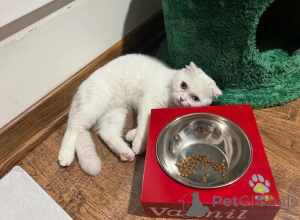 Photo №1.  - à vendre en ville de Evpatoria | négocié | Annonce № 165466