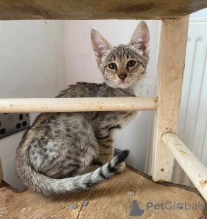 Photo №1. savannah - à vendre en ville de Osnabruk | 350€ | Annonce № 177579