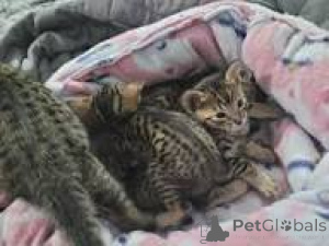 Photo №1. savannah - à vendre en ville de Berne | 580€ | Annonce № 163291