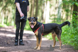 Photo №1. chien bâtard - à vendre en ville de Varsovie | Gratuit | Annonce №21677