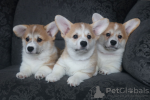 Photo №2 de l'annonce № 95666 de la vente welsh corgi - acheter à Biélorussie de la fourrière