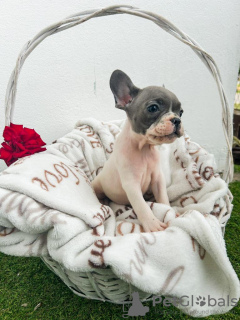 Photos supplémentaires: Chiots bouledogue français