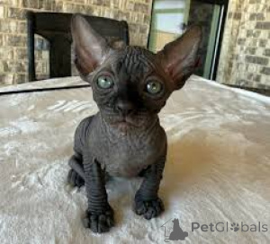 Photo №3. Sphynx-Kätzchen à vendre. La finlande