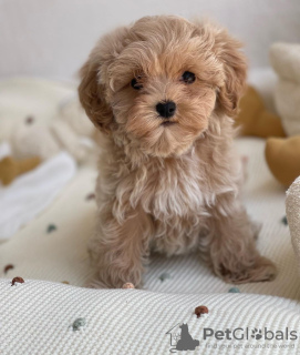 Photos supplémentaires: Des chiots maltipoo F1 absolument époustouflants.