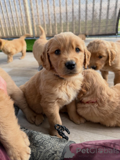 Photo №1. golden retriever - à vendre en ville de Prague | négocié | Annonce №169352